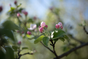 Blossoming apple tree