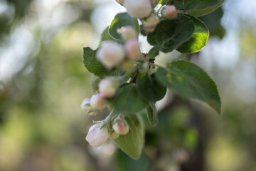 Blossoming apple tree