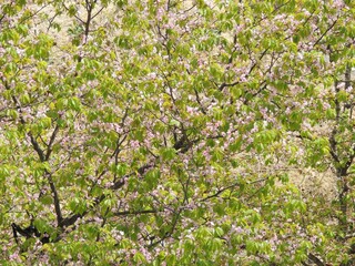 pink cherry blossom trees