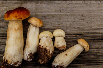 Freshly picked porcini mushrooms on rustic wooden table. Top view