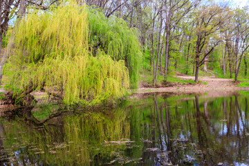 Weeping willow tree or Babylon willow (Salix Babylonica) on a shore of lake