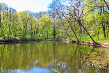Fototapeta na wymiar View of a beautiful lake in a green forest