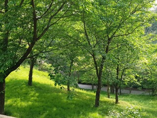 Fototapeta na wymiar Park grass like a green carpet