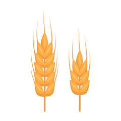 Golden ear of wheat, grains for making flour, baking bread and other food. Vector flat illustration