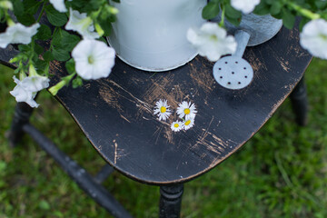 daisies on the old chair in the garden