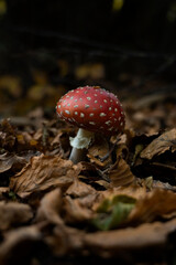 Fungo Velenoso Rosso in Autunno