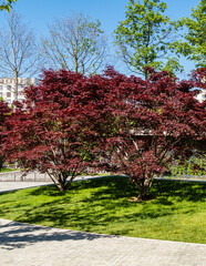 Graceful Acer Palmatum Dissectum tree with red leaves on bank of  artificial pond. Stylized Japanese courtyard in city park "Krasnodar". Galitsky Park. Sunny day. Krasnodar - Russia May 05, 2021.
