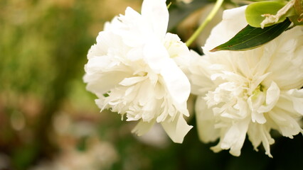 Bright white peony blossomed in early spring