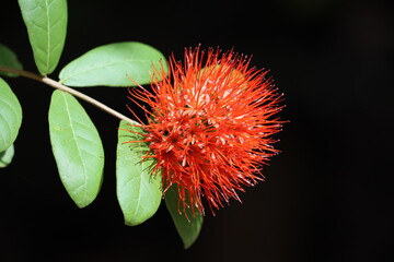 Brownea grandiceps is a species of tree in the family Fabaceae. Its common names include the rose...