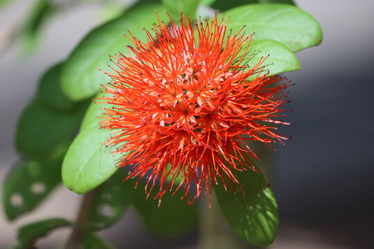 Brownea grandiceps is a species of tree in the family Fabaceae. Its common names include the rose of Venezuela and the scarlet flame bean.