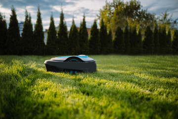 Automatic baterry Lawn mower cutting green grass in modern garden. Sunset mood. Robot. Copyspace - obrazy, fototapety, plakaty