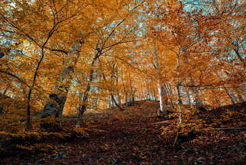 Nature autumn Croatia trees and waterfall