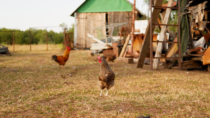 Chicken grazes on a farm in the village