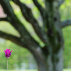 Purple Tulip flower blooming in Botanical Garden, Gothenburg, Sweden, Europe