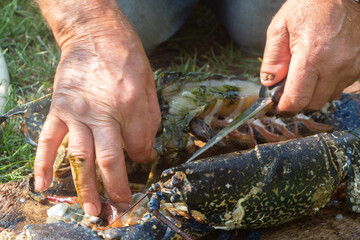 Fisherman cleaning a breton lobster