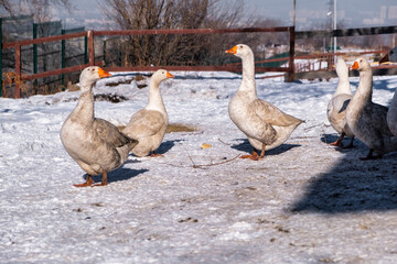 geese in the snow
