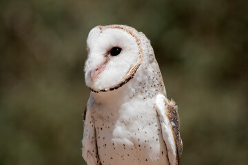 this is a close up of a barn owl looking out for danger