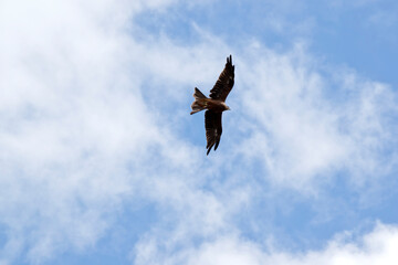The Black Kite is a medium-sized raptor. From a distance, it appears almost black, with a light brown bar on the shoulder