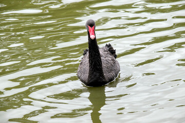 the black swan is swimming in a lake