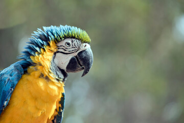this is a side view of a blue and yellow macaw