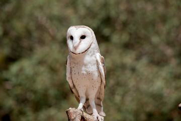 the barn owl is perched on a branch