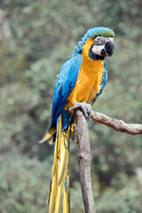 the blue and gold macaw is sitting on a perch