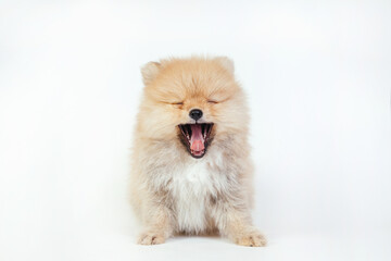 Fototapeta na wymiar Cute pomeranian puppy yawns on a white background.
