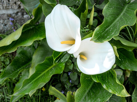 Close-up Of A Calla Plant Blooming With Two White Flowers With Large Green Leaves. Wild Plant. View From Above. Horizontally