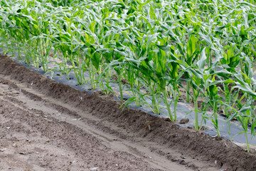 とうもろこし畑マルチ栽培で本葉が4、5枚