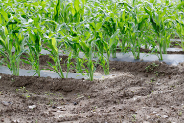 とうもろこし畑と畝の幅