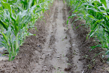 とうもろこし畑マルチ栽培で本葉が4、5枚