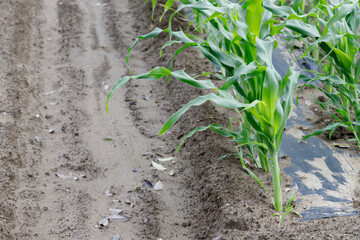 とうもろこし畑マルチ栽培で本葉が4、5枚
