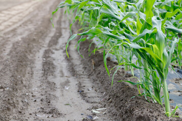 とうもろこしの栽培には水はけが大切