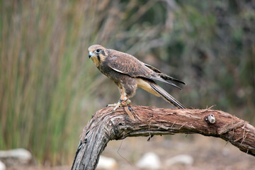 Fototapeta premium the brown falcon is mainly brown with some white feathers