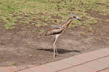 The Bush Stone curlew, or Bush Thick-knee, is a large, slim, mainly nocturnal, ground-dwelling bird.
