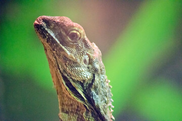 this is a close up a frill necked lizard