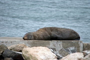 Fototapeta premium the fur seal has grey fur and whiskers and flippers