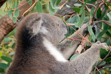 the koala is a grey and white marsupial with white fluffy ears and a big black nose