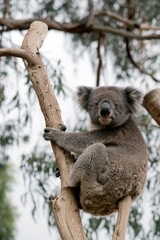 the koala is resting in the fork of a tree