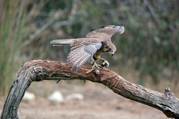 the brown falcon is mainly brown with some white feathers