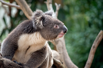 this is a close up of a koala looking for food