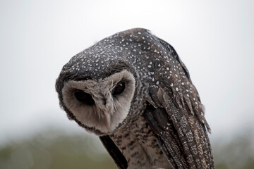 this is a close up of a lesser sooty owl
