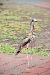 the bush stone curlew is mostly grey-brown above, streaked with black and white with a black beak and yellow eyes