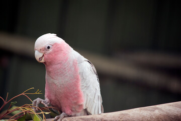 Obraz premium the galah is eating leaves from a gum tree