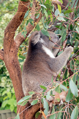 the koala is a grey and white marsupial with white fluffy ears and a big black nose