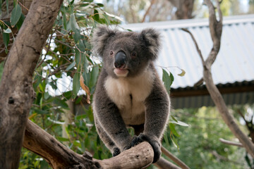 the koala is a grey and white marsupial with white fluffy ears and a big black nose