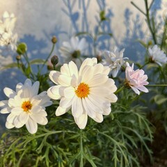 白いマーガレット, ホワイトモカ, よくあるマーガレット,...