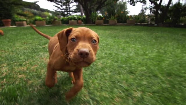A one month old vizsla puppy dog runs and wands to play with the videocamera