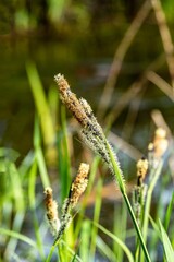 Blooming sedge Carex Nigra (Carex melanostachya) on shore of garden pond. Fluffy yellow caps on Black or common sedge against blurred background. Selective focus. Nature concept for spring design.