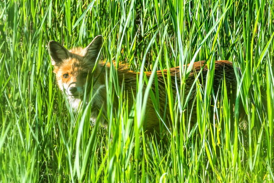 Red Fox, Vulpes vulpes, standing in the long grass